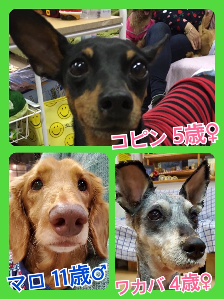 🐾今日の里親様募集中ワンコ🐶メンバーです🐾2019,11,29